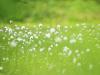 Flower 12